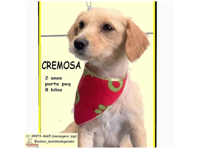 Cachorro raça SRD-ViraLata idade 2 anos nome CREMOSA