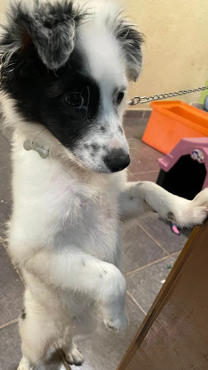 Cachorro raça SRD-ViraLata idade 2 a 6 meses nome FLOKINHA