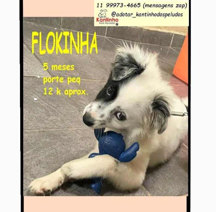 Cachorro raça SRD-ViraLata idade 2 a 6 meses nome FLOKINHA