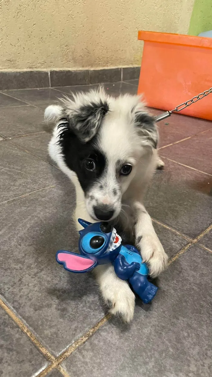 Cachorro raça SRD-ViraLata idade 2 a 6 meses nome FLOKINHA