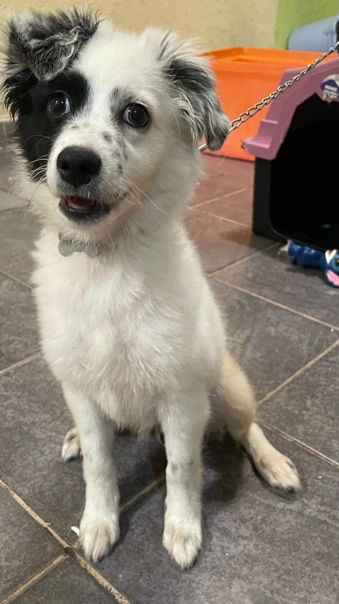 Cachorro raça SRD-ViraLata idade 2 a 6 meses nome FLOKINHA