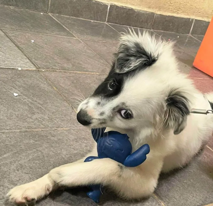 Cachorro raça SRD-ViraLata idade 2 a 6 meses nome FLOKINHA