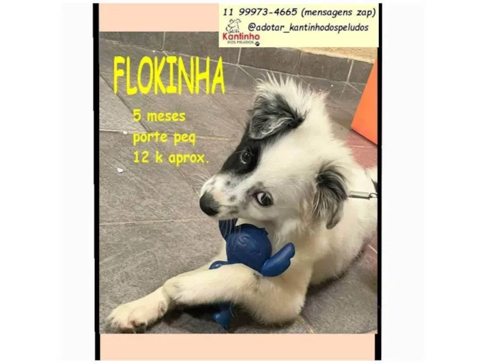 Cachorro raça SRD-ViraLata idade 2 a 6 meses nome FLOKINHA