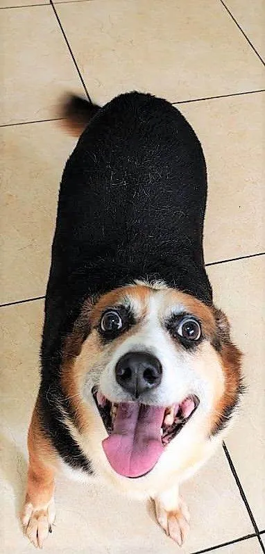 Cachorro raça SRD-ViraLata idade 6 ou mais anos nome KAROLA