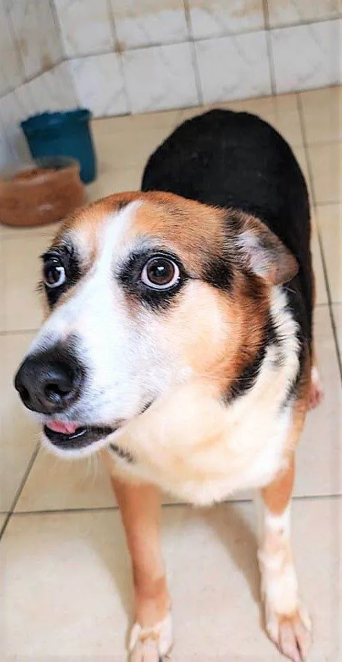 Cachorro raça SRD-ViraLata idade 6 ou mais anos nome KAROLA