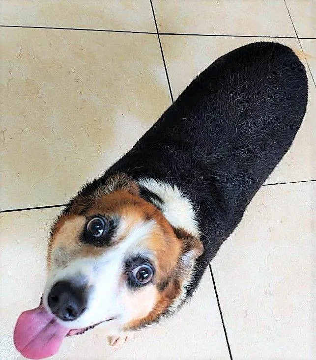 Cachorro raça SRD-ViraLata idade 6 ou mais anos nome KAROLA