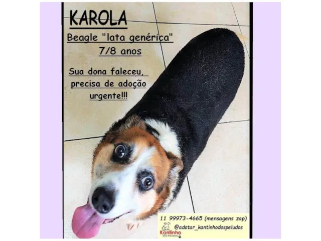 Cachorro raça SRD-ViraLata idade 6 ou mais anos nome KAROLA