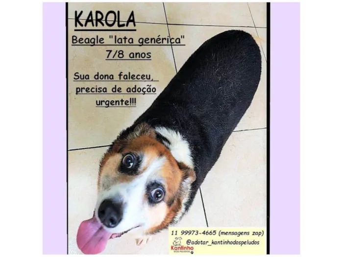 Cachorro raça SRD-ViraLata idade 6 ou mais anos nome KAROLA