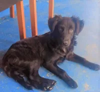 Cachorro raça SRD-ViraLata idade 7 a 11 meses nome PAÇOCA