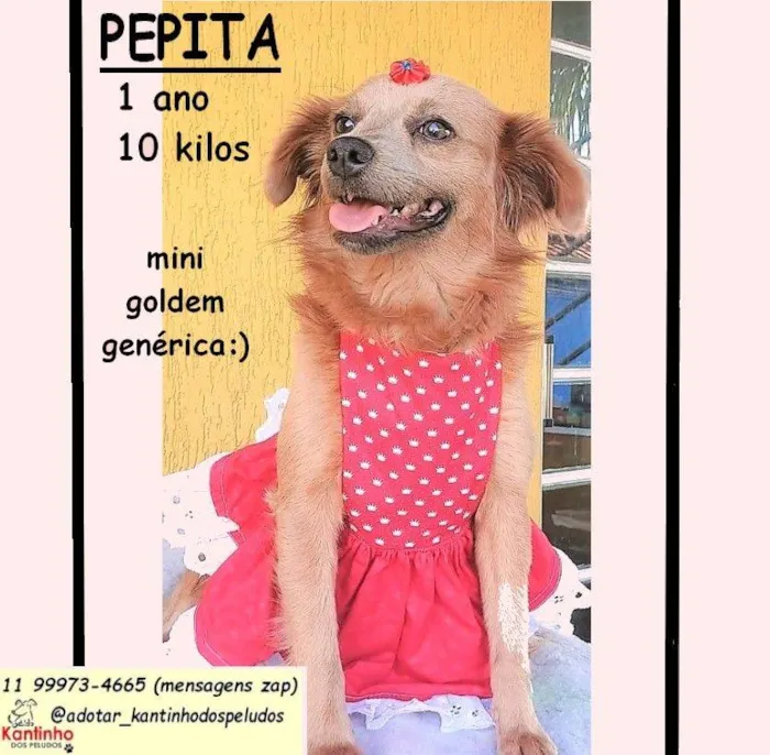 Cachorro raça SRD-ViraLata idade 1 ano nome PEPITA
