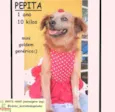 PEPITA