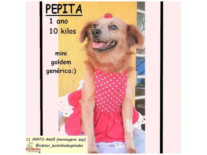 Cachorro raça SRD-ViraLata idade 1 ano nome PEPITA
