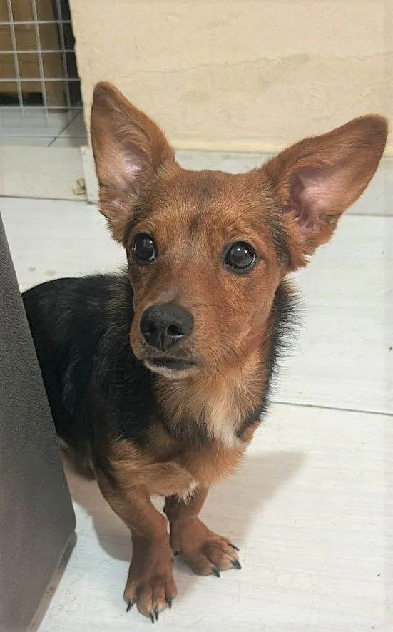 Cachorro raça SRD-ViraLata idade 7 a 11 meses nome RATINHA