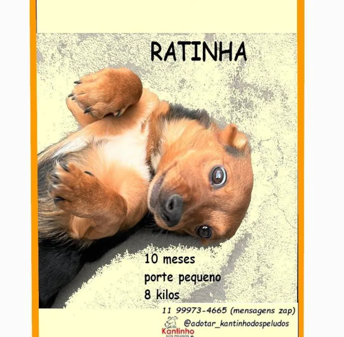 Cachorro raça SRD-ViraLata idade 7 a 11 meses nome RATINHA