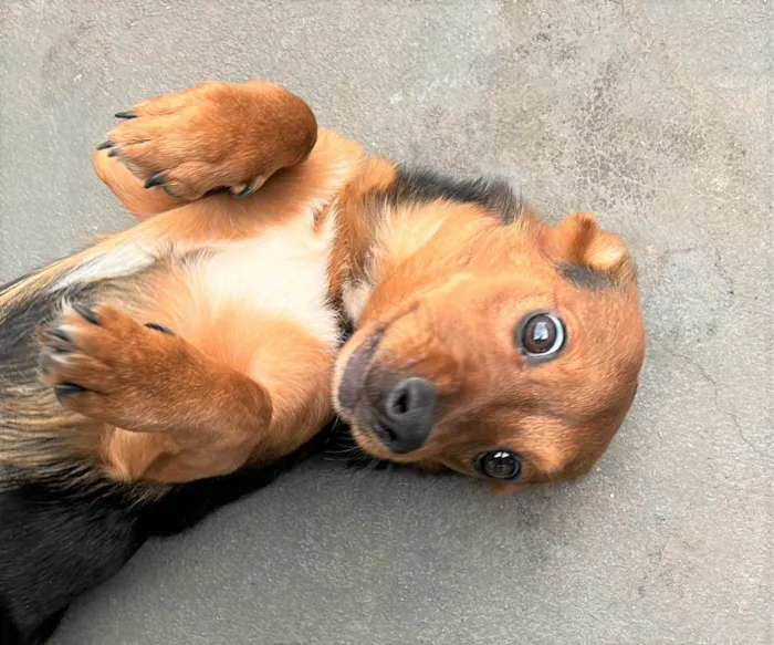 Cachorro raça SRD-ViraLata idade 7 a 11 meses nome RATINHA