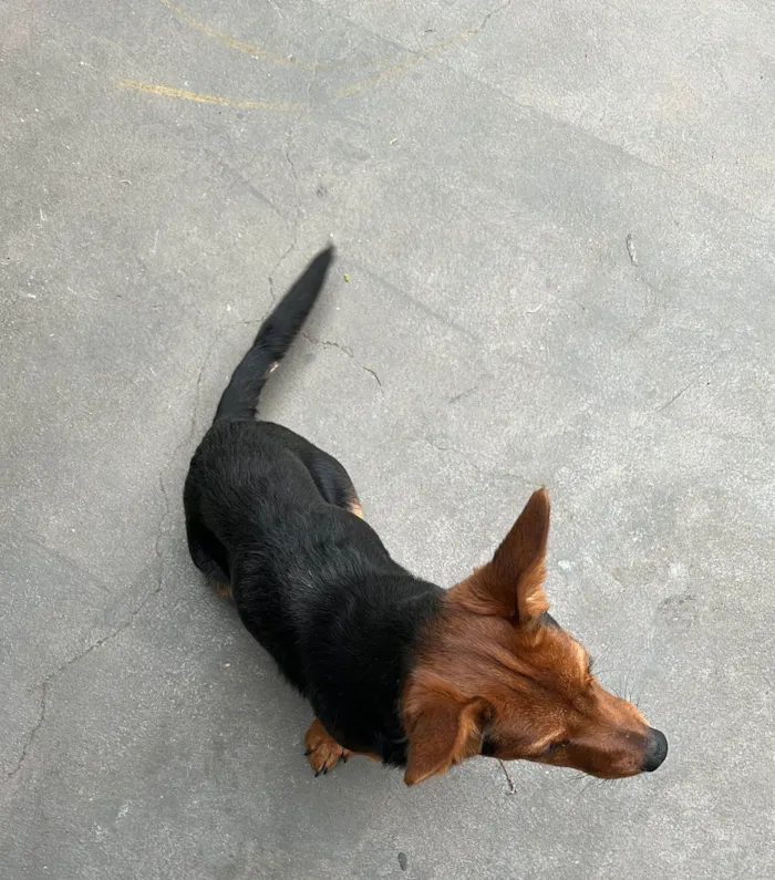 Cachorro raça SRD-ViraLata idade 7 a 11 meses nome RATINHA