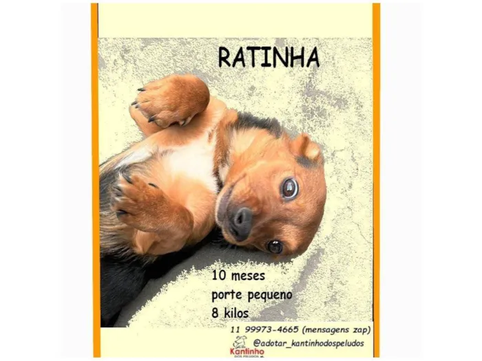 Cachorro raça SRD-ViraLata idade 7 a 11 meses nome RATINHA