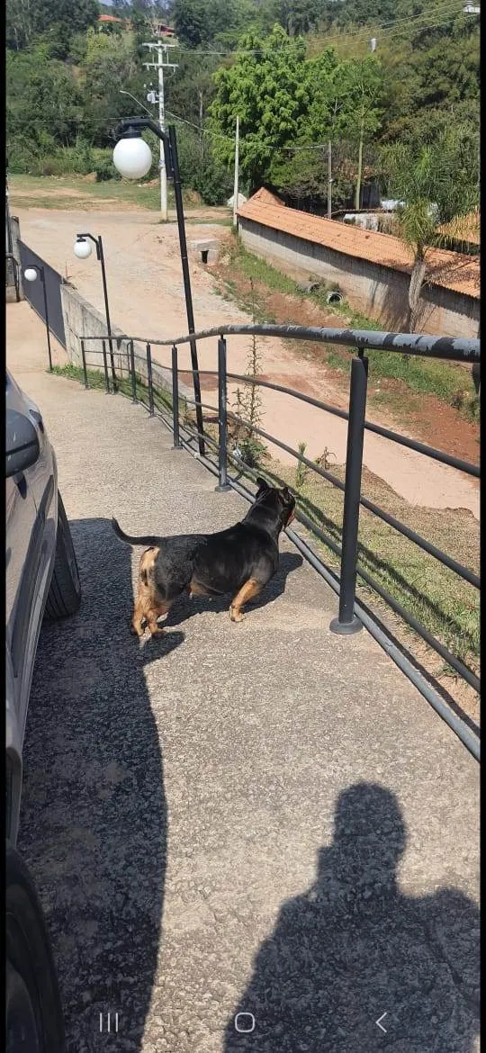 Cachorro raça Bulldog idade 3 anos nome Bisteca