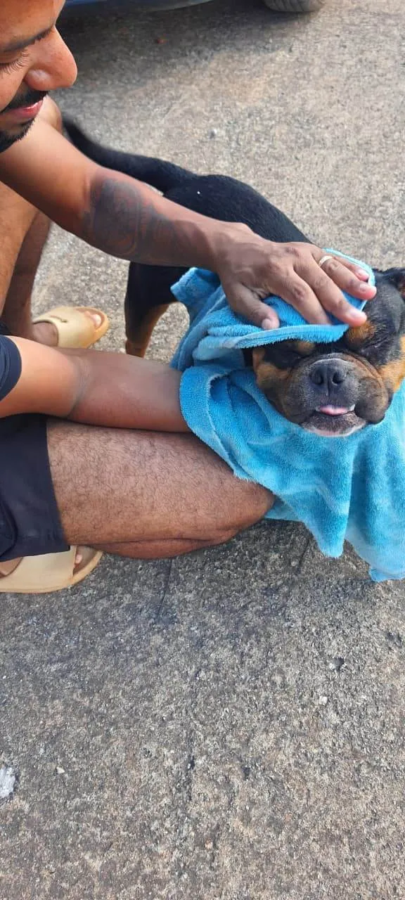 Cachorro raça Bulldog idade 3 anos nome Bisteca