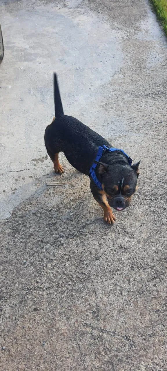 Cachorro raça Bulldog idade 3 anos nome Bisteca