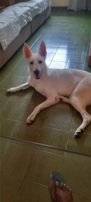 Cachorro raça Pastor Alemão idade 2 anos nome Frozen 