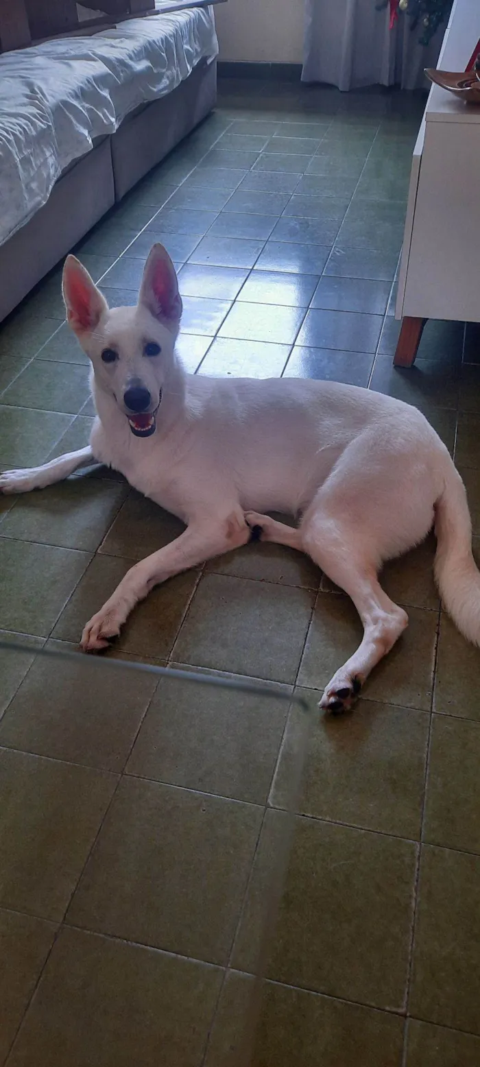 Cachorro raça Pastor Alemão idade 2 anos nome Frozen 