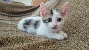 Gato raça SRD-ViraLata idade Abaixo de 2 meses nome Luli