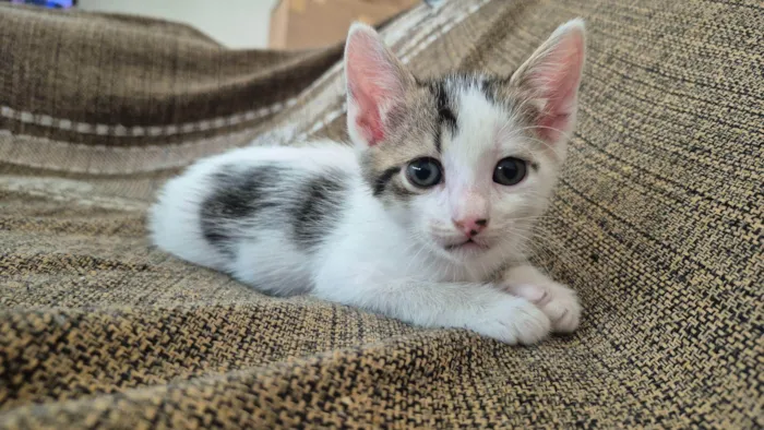 Gato raça SRD-ViraLata idade Abaixo de 2 meses nome Luli