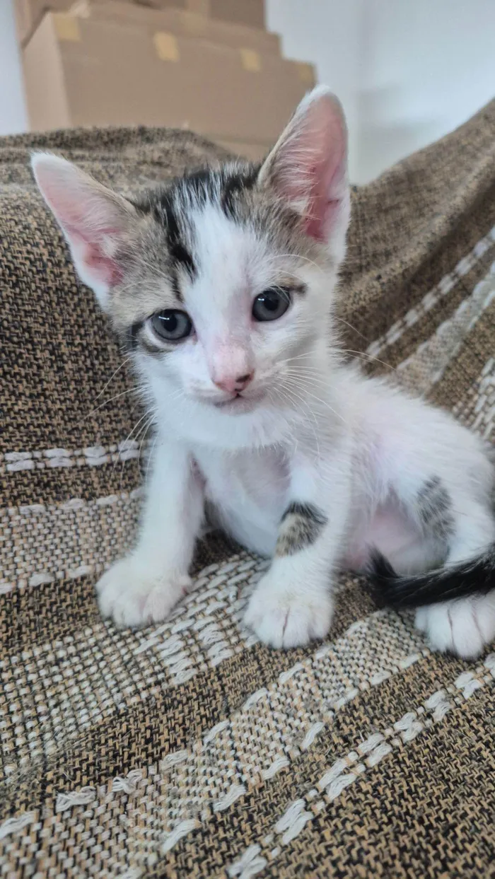 Gato raça SRD-ViraLata idade Abaixo de 2 meses nome Luli