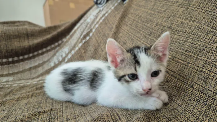 Gato raça SRD-ViraLata idade Abaixo de 2 meses nome Luli