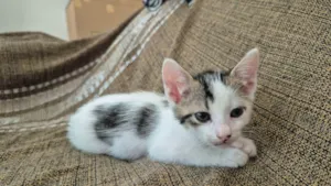 Gato raça SRD-ViraLata idade Abaixo de 2 meses nome Luluti