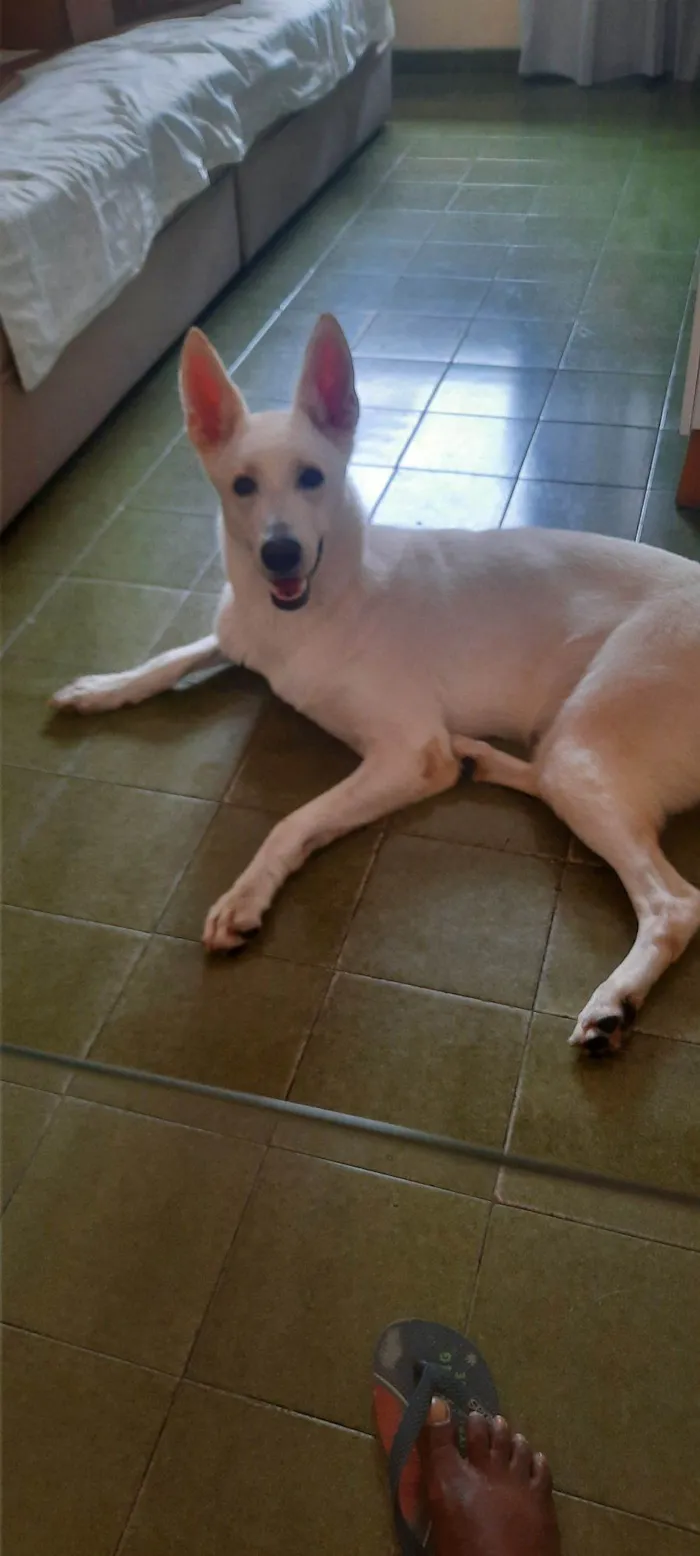 Cachorro ra a Pastor Alemão idade 2 anos nome Frozen 