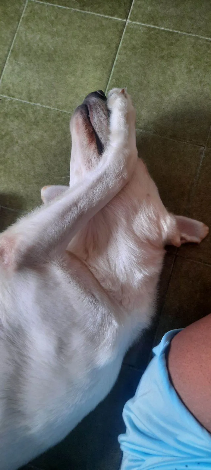 Cachorro ra a Pastor Alemão idade 2 anos nome Frozen 