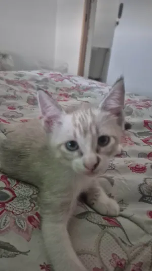 Cachorro ra a SRD-ViraLata idade Abaixo de 2 meses nome Lili