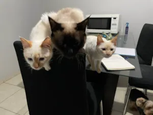 Gato raça Siamês idade 7 a 11 meses nome LARYSSA DIAS GALLOTTO