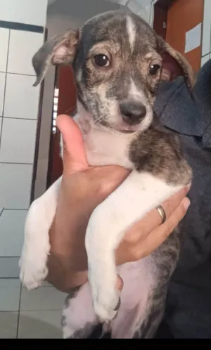 Cachorro raça SRD-ViraLata idade 2 a 6 meses nome Zefinha