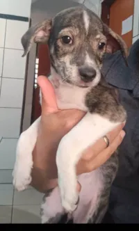 Cachorro raça SRD-ViraLata idade 2 a 6 meses nome Zefinha