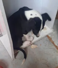 Cachorro raça SRD-ViraLata idade 2 a 6 meses nome Zara