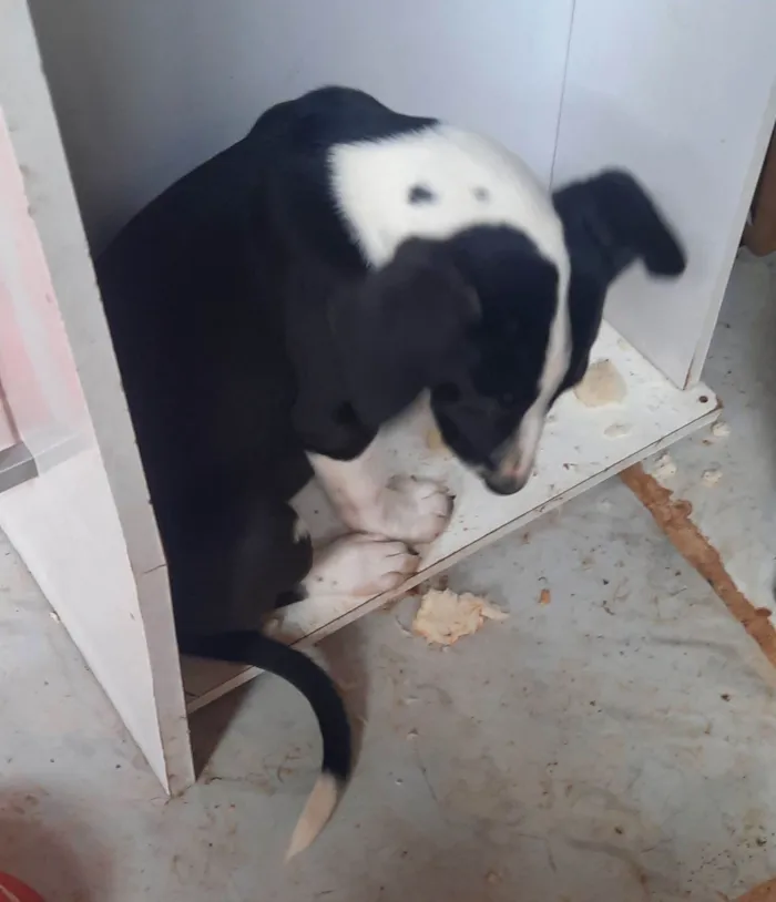 Cachorro ra a SRD-ViraLata idade 2 a 6 meses nome Zara