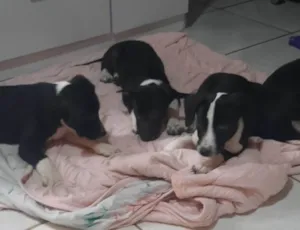Cachorro raça SRD-ViraLata idade 2 a 6 meses nome Fiona