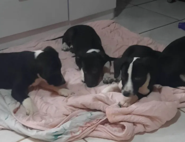 Cachorro ra a SRD-ViraLata idade 2 a 6 meses nome Mulan