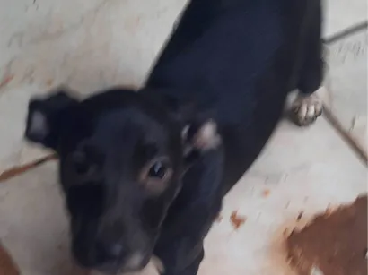 Cachorro raça SRD-ViraLata idade 2 a 6 meses nome Mulan