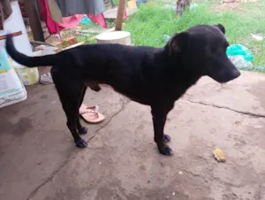 Cachorro raça SRD-ViraLata idade 6 ou mais anos nome Lupe