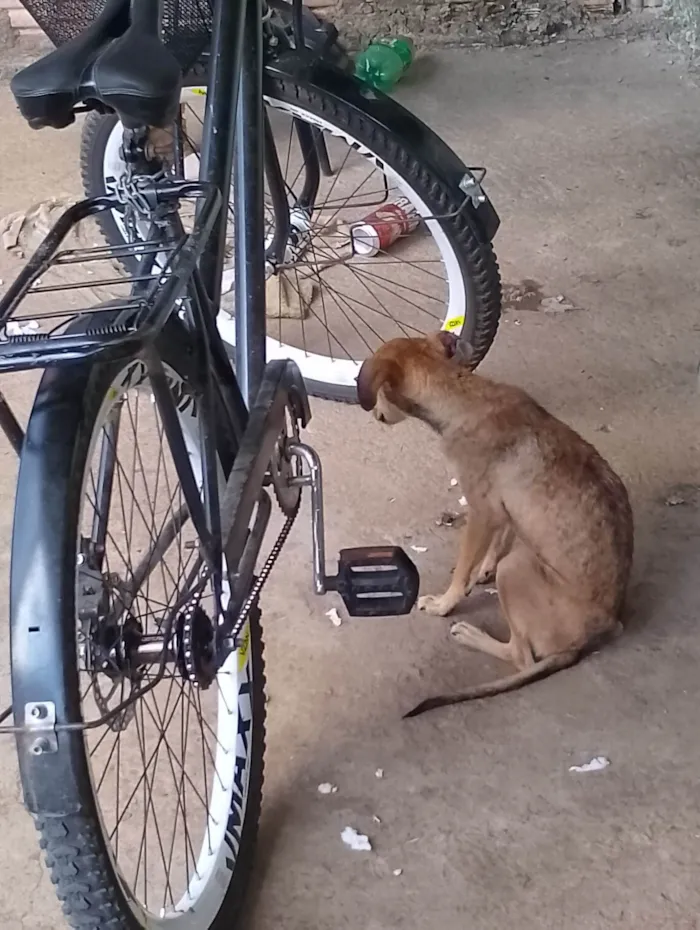 Cachorro raça SRD-ViraLata idade 7 a 11 meses nome Kiara