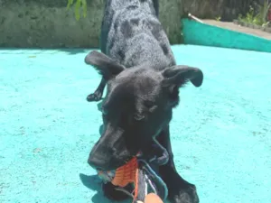 Cachorro raça SRD-ViraLata idade 2 a 6 meses nome Nala 