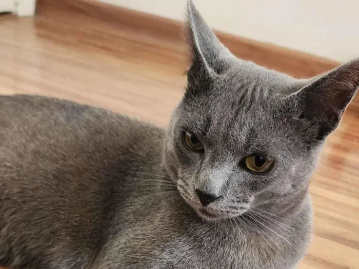 Gato raça SRD-ViraLata idade 1 ano nome Fumaça