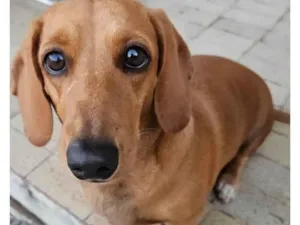 Cachorro raça Basset-Cofap idade 5 anos nome CHLOÉ 