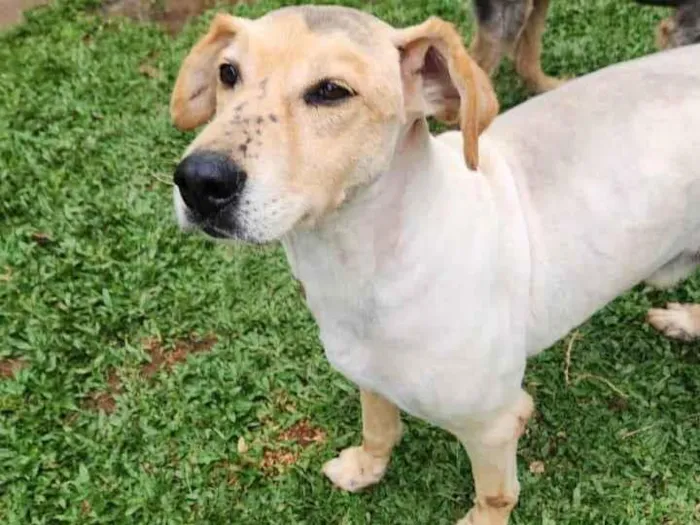 Cachorro raça SRD-ViraLata idade 4 anos nome BASILIO