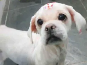 Cachorro raça Lhasa Apso idade 3 anos nome  CHANTILLY