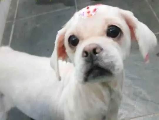 Cachorro raça Lhasa Apso idade 3 anos nome  CHANTILLY